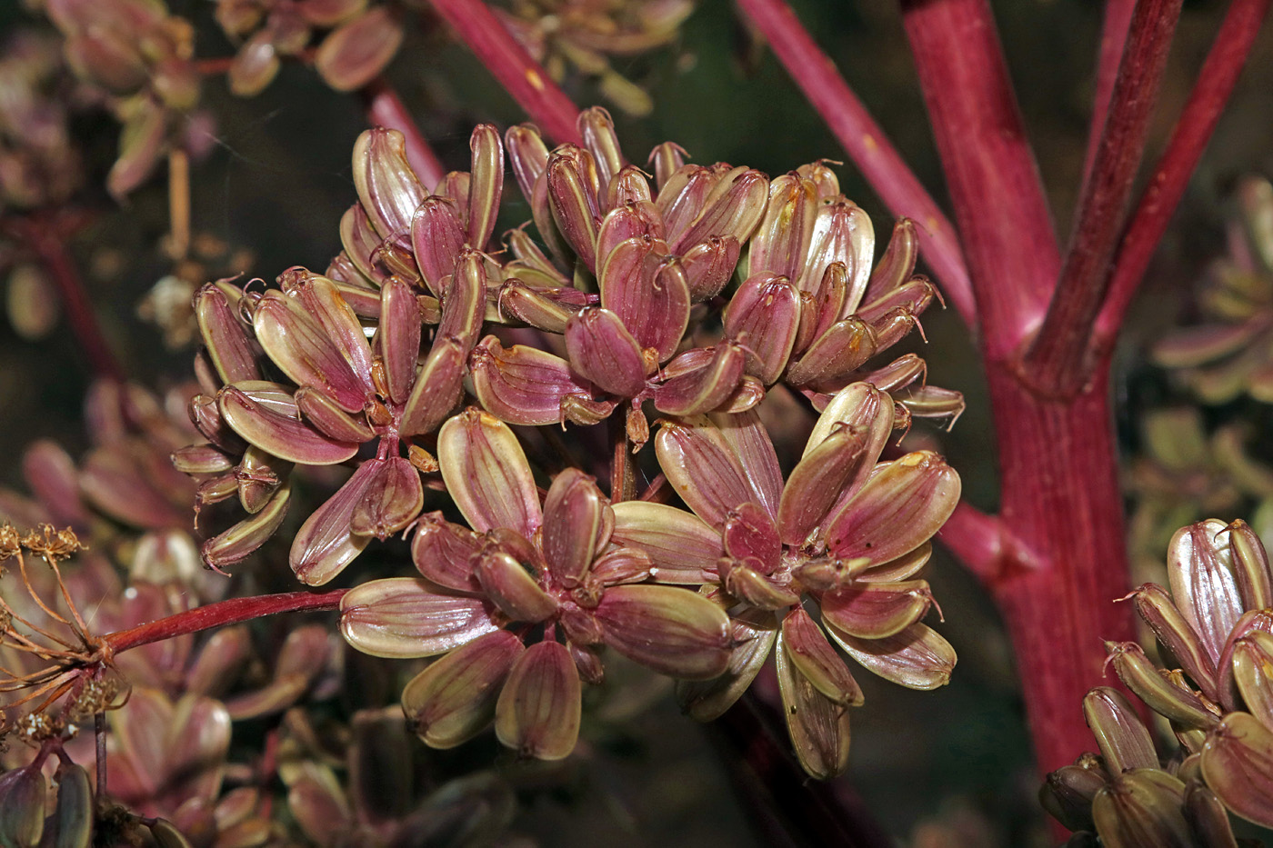 Изображение особи Ferula tadshikorum.