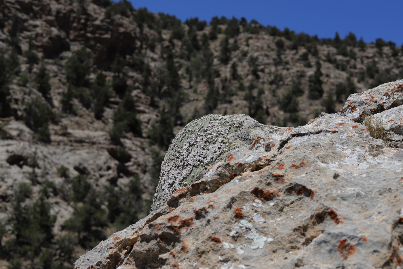 Image of Gypsophila aretioides specimen.