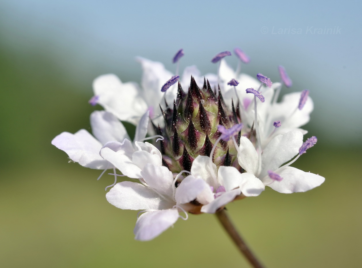 Изображение особи Cephalaria transsylvanica.