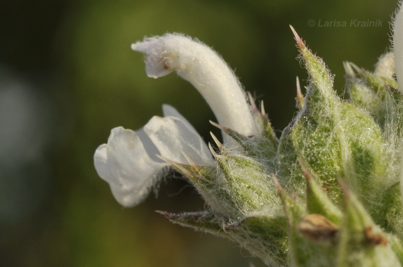 Image of Salvia aethiopis specimen.