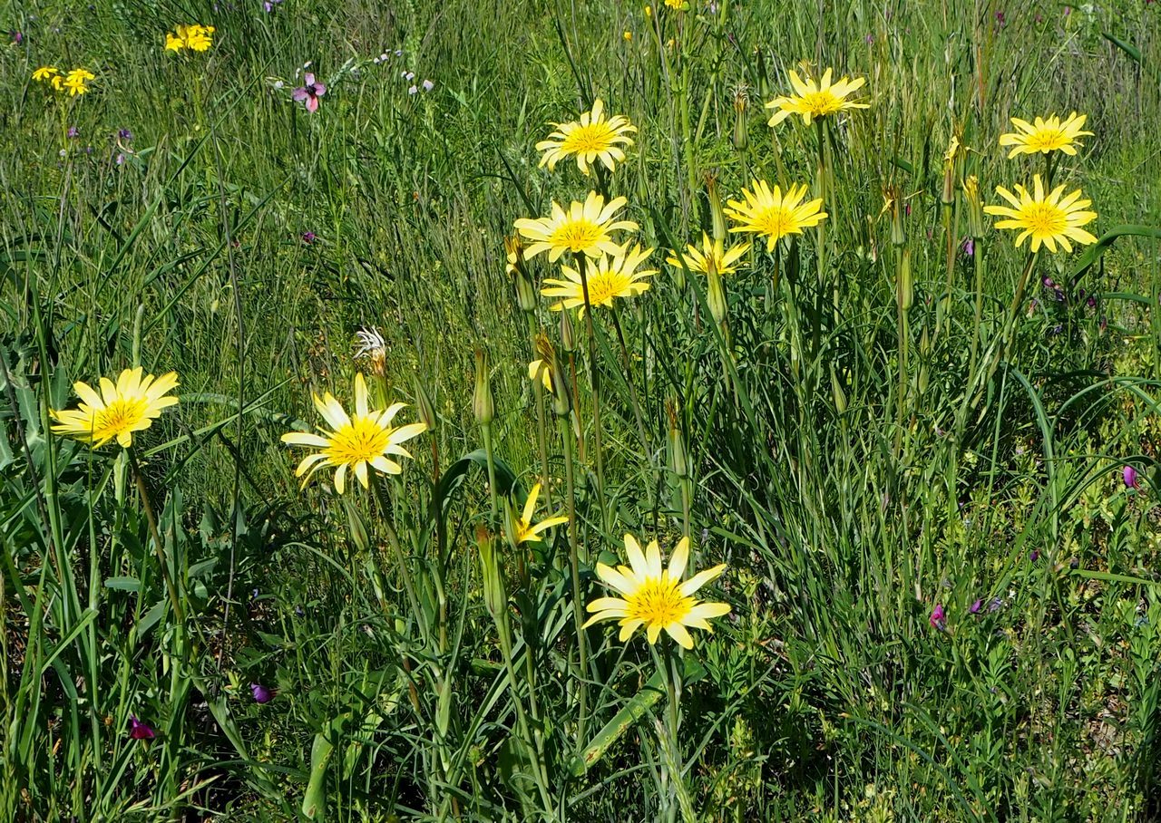 Изображение особи род Tragopogon.