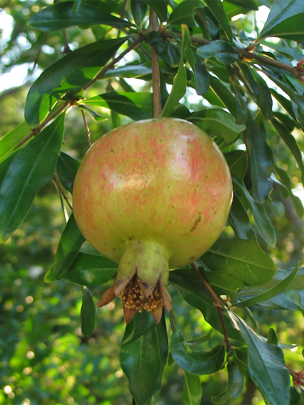 Image of Punica granatum specimen.