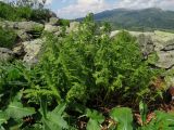 Athyrium distentifolium