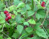 Rubus parvifolius