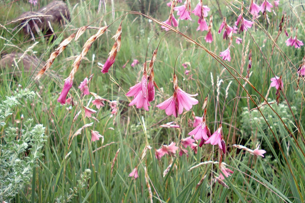 Image of genus Dierama specimen.