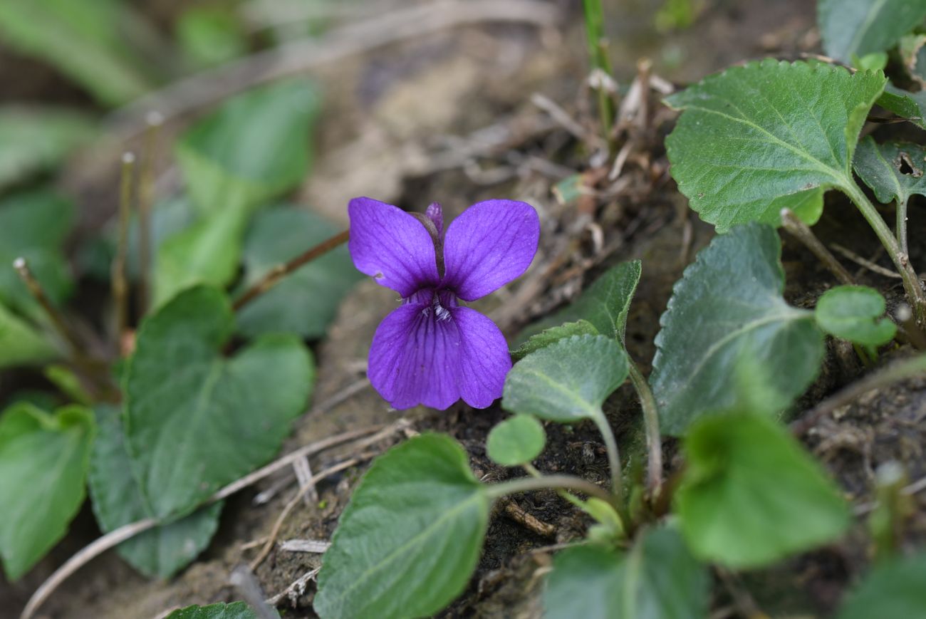 Изображение особи род Viola.