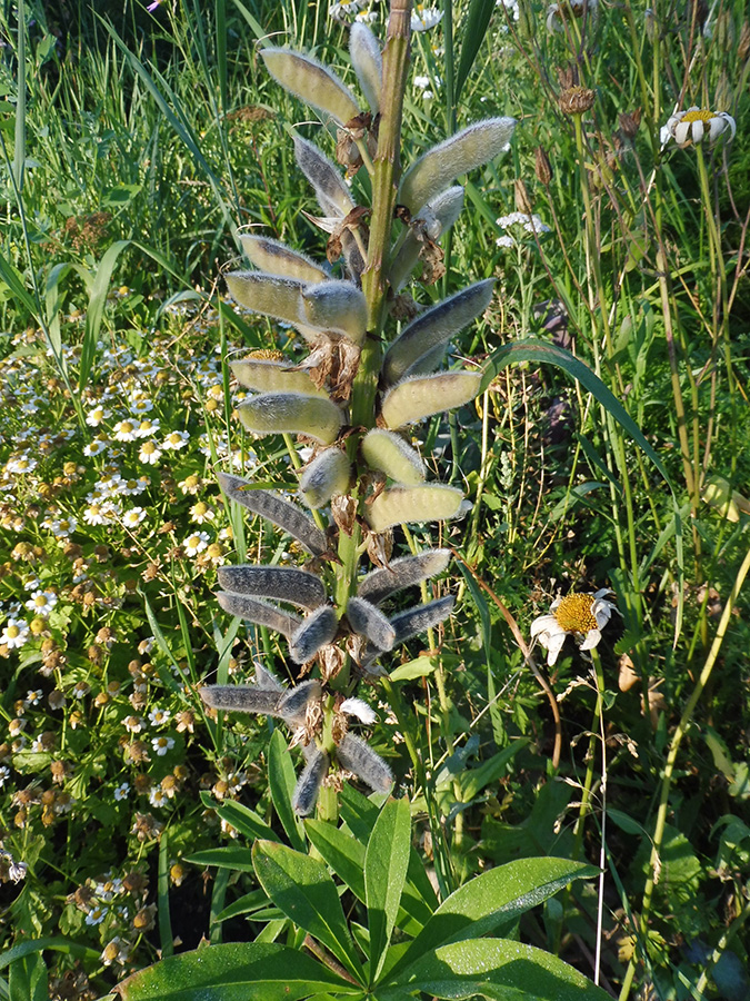 Image of Lupinus polyphyllus specimen.