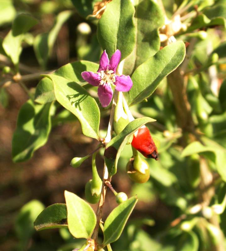 Изображение особи Lycium barbarum.