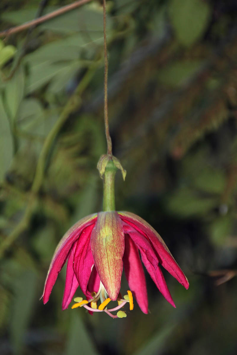 Изображение особи род Passiflora.