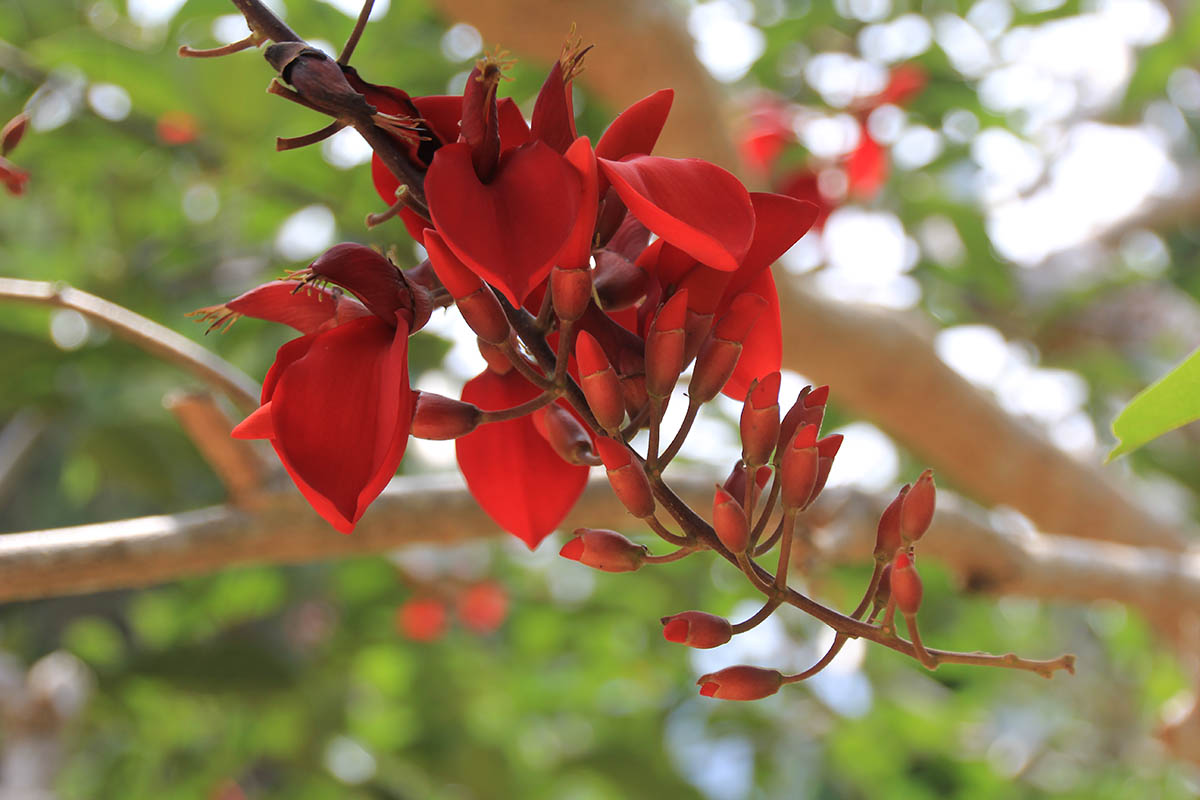 Изображение особи Erythrina crista-galli.