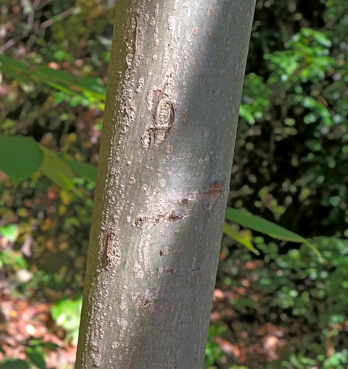 Image of Juglans cinerea specimen.