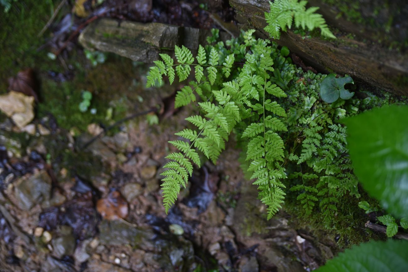 Изображение особи Woodsia caucasica.