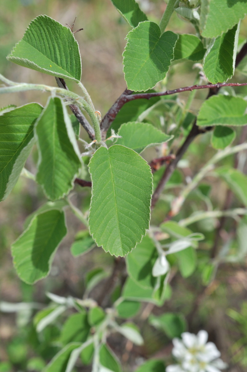 Image of Amelanchier alnifolia specimen.