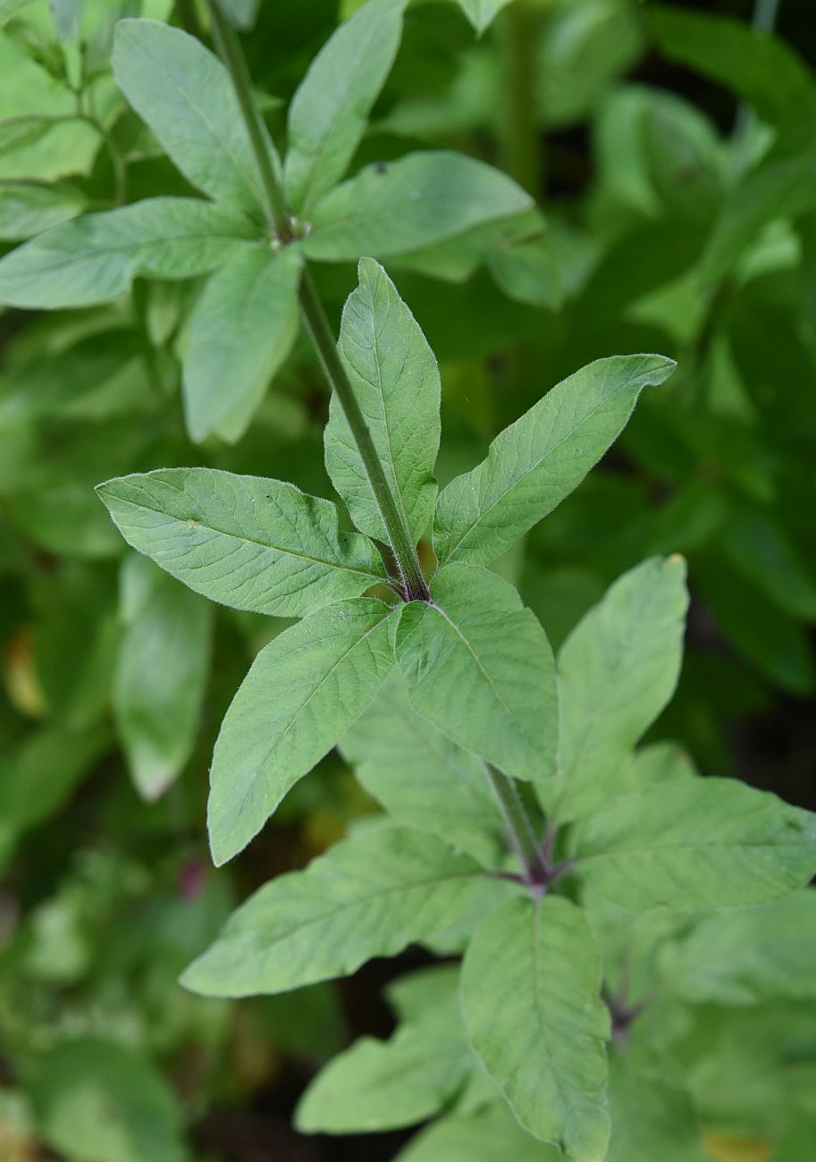 Image of Lysimachia verticillaris specimen.