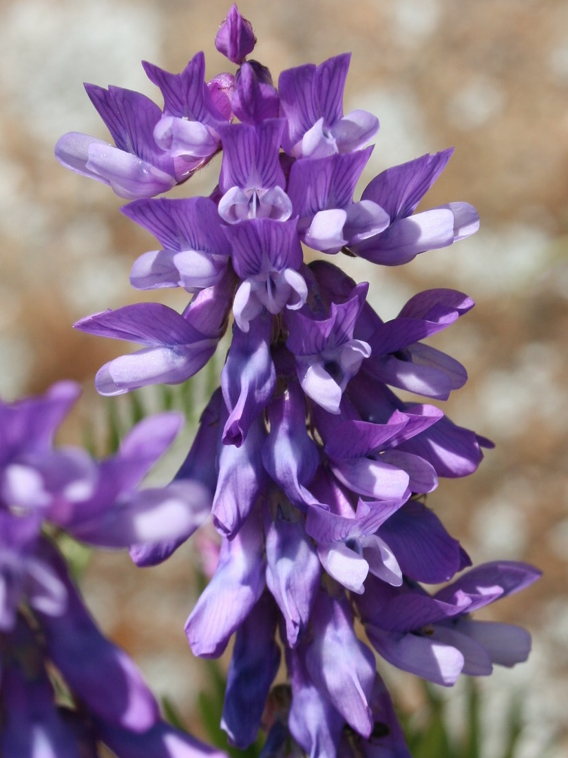 Image of Vicia cracca specimen.