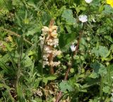 Orobanche crenata. Цветущее растение (паразитирует на Malva neglecta). Краснодарский край, м/о Анапа, пос. Витязево, ул. Знойная, газон между дорогой и тротуаром. 29.05.2021.