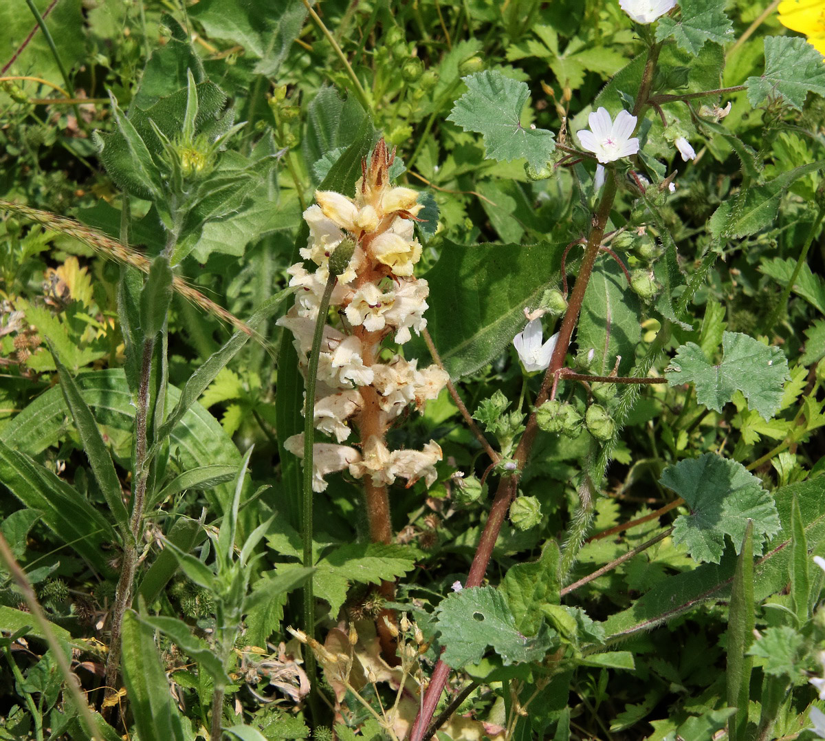 Image of Orobanche crenata specimen.