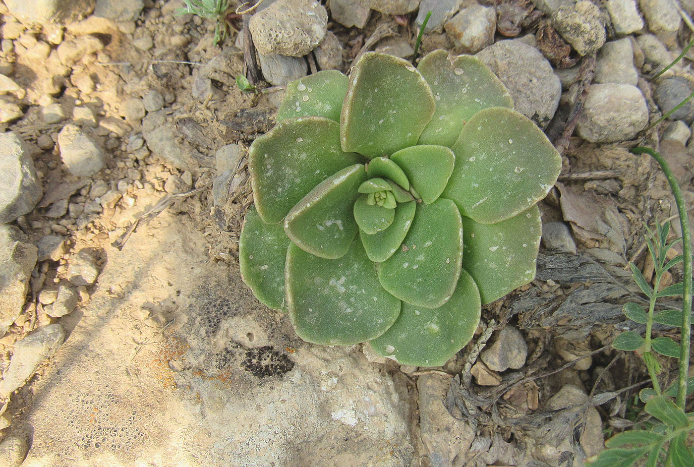 Изображение особи Rosularia glabra.