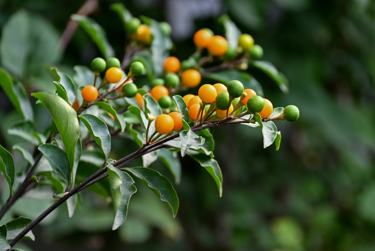 Изображение особи Solanum pseudocapsicum.