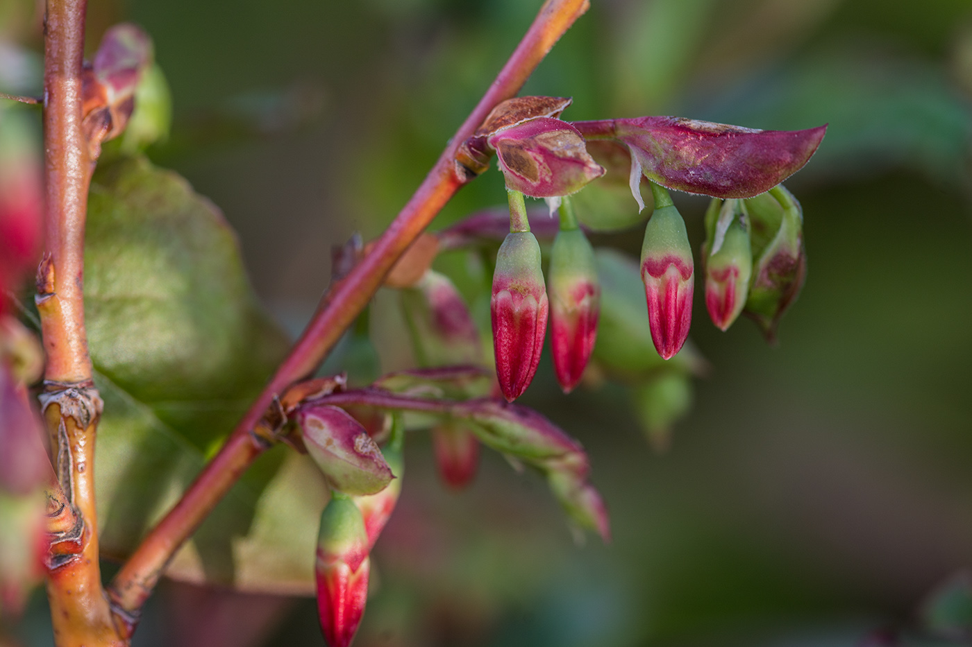 Image of Vaccinium arctostaphylos specimen.