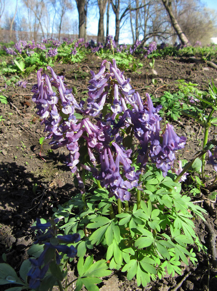 Изображение особи Corydalis solida.