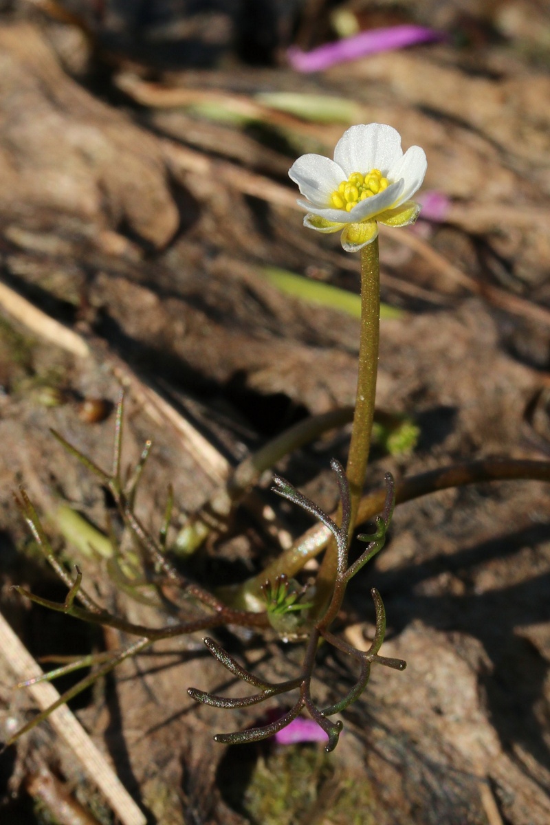 Изображение особи Ranunculus baudotii.