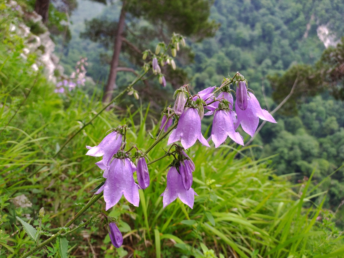 Image of Campanula longistyla specimen.