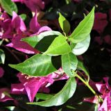 Смотреть изображение род Bougainvillea