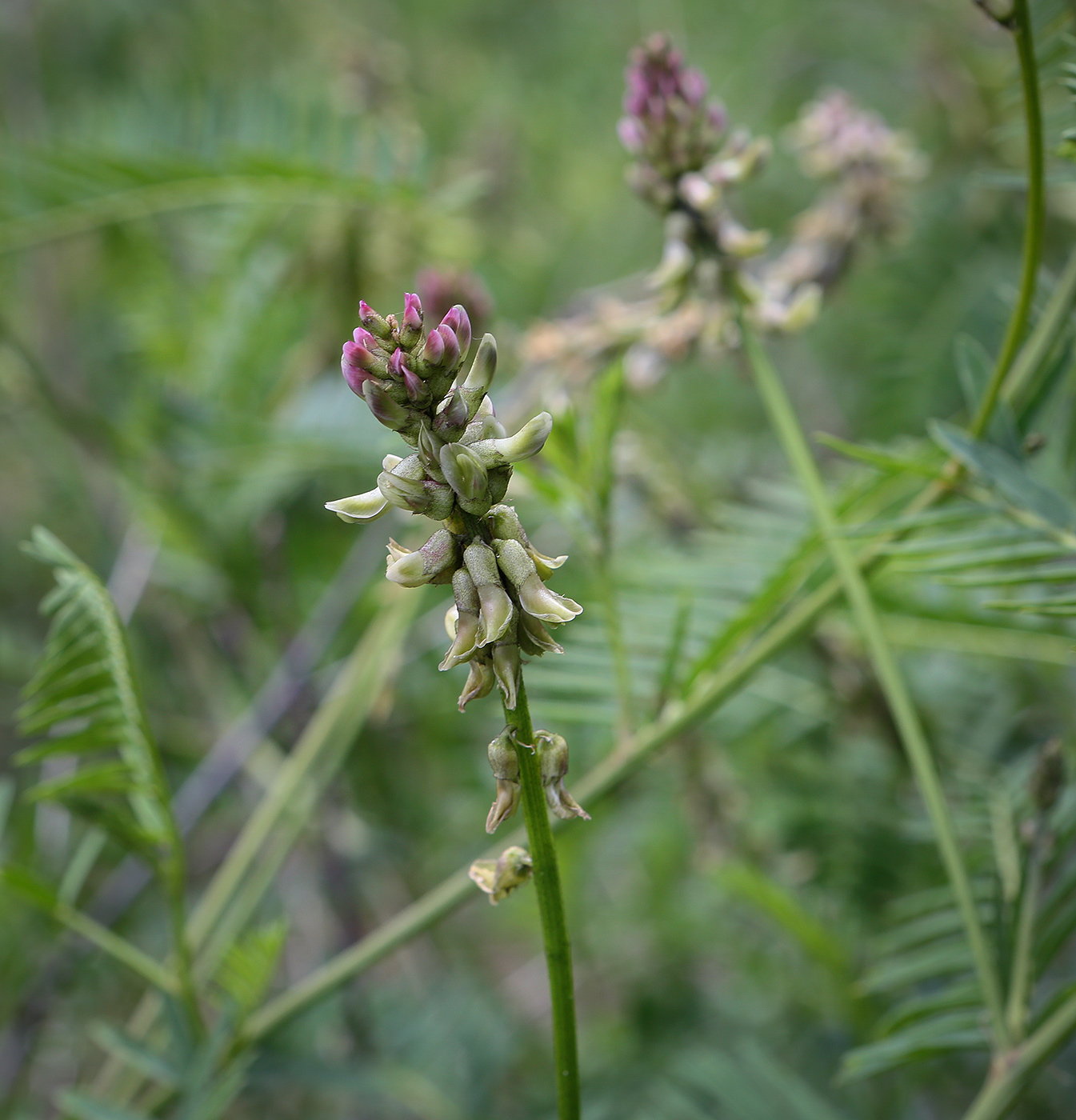 Изображение особи Astragalus falcatus.