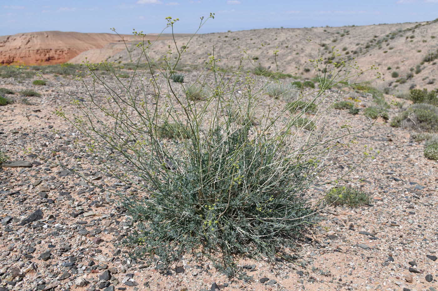 Image of Seseli sessiliflorum specimen.