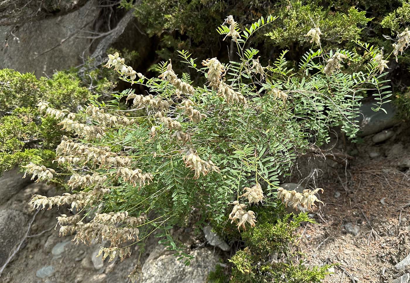 Image of Astragalus majevskianus specimen.