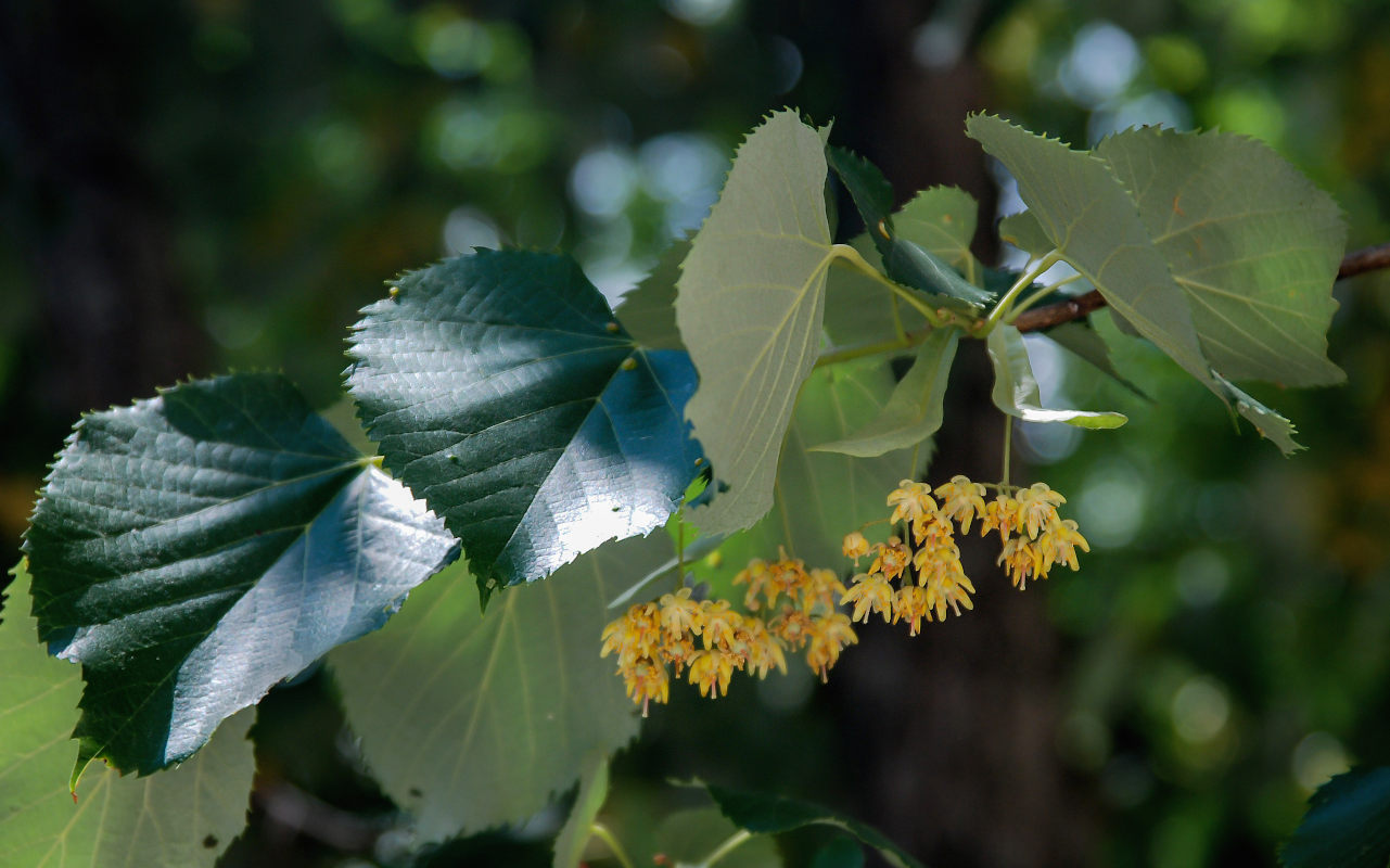 Image of Tilia tomentosa specimen.