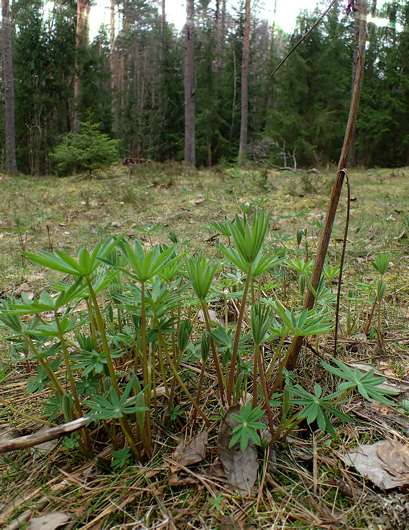 Изображение особи Lupinus polyphyllus.