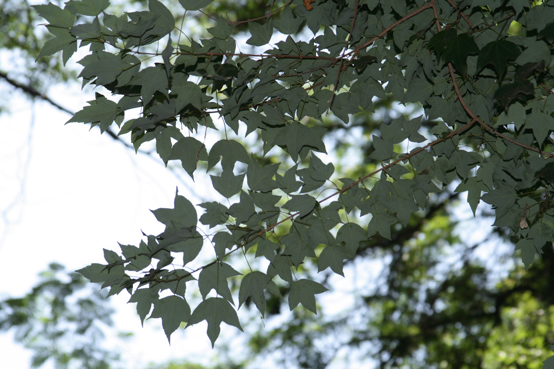 Image of Acer franchetii specimen.