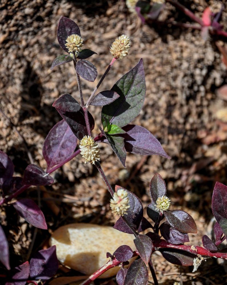 Image of Alternanthera brasiliana specimen.