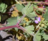 Geranium rotundifolium. Верхушка побега с цветком. Испания, автономное сообщество Каталония, провинция Жирона, комарка Ла Гарроча, муниципалитет Сан-Фелиу-де-Пальеролс, 1050 м н.у.м., опушка буково-берёзового леса, разнотравное сообщество на уступе скалы. 19.04.2024.