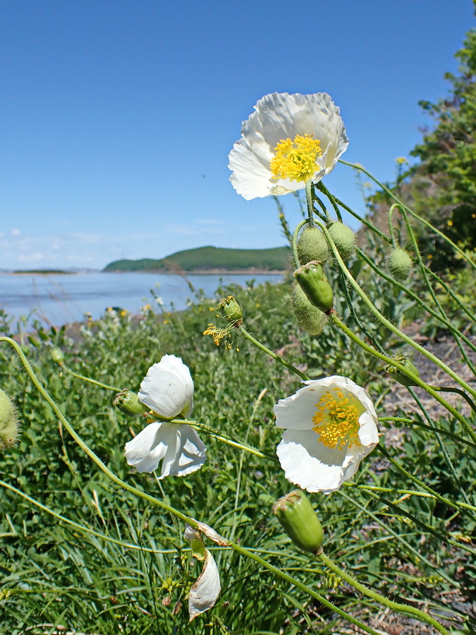 Изображение особи Papaver amurense.