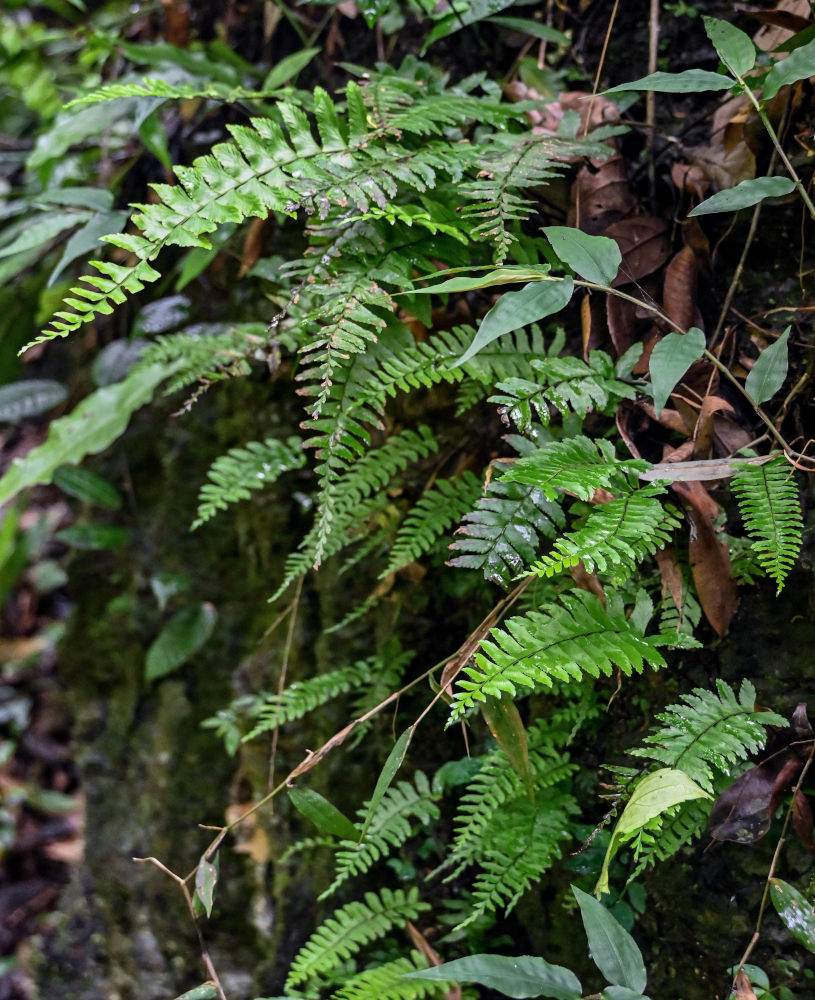 Image of Hymenasplenium cheilosorum specimen.