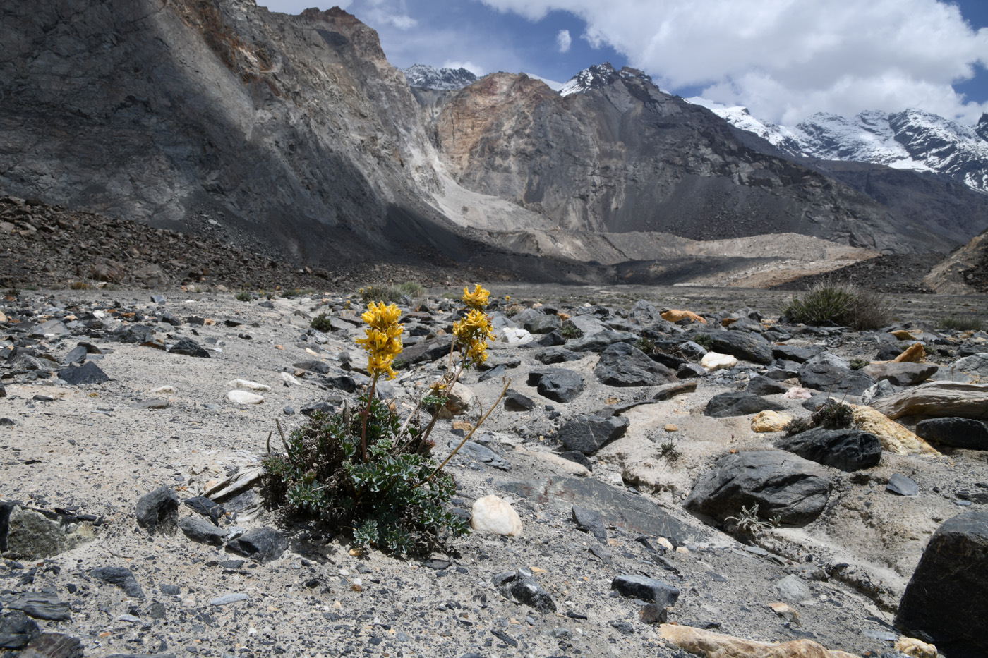 Image of Corydalis fimbrillifera specimen.