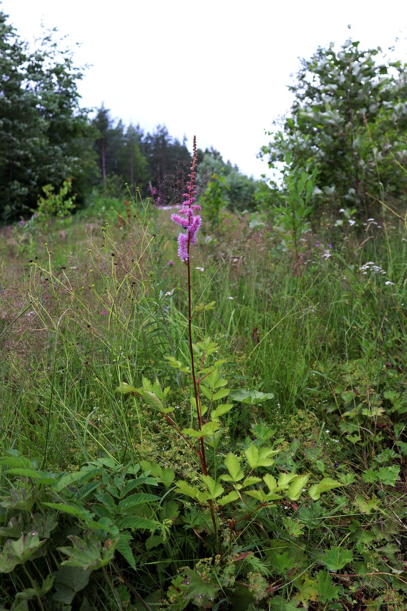 Изображение особи Astilbe &times; arendsii.