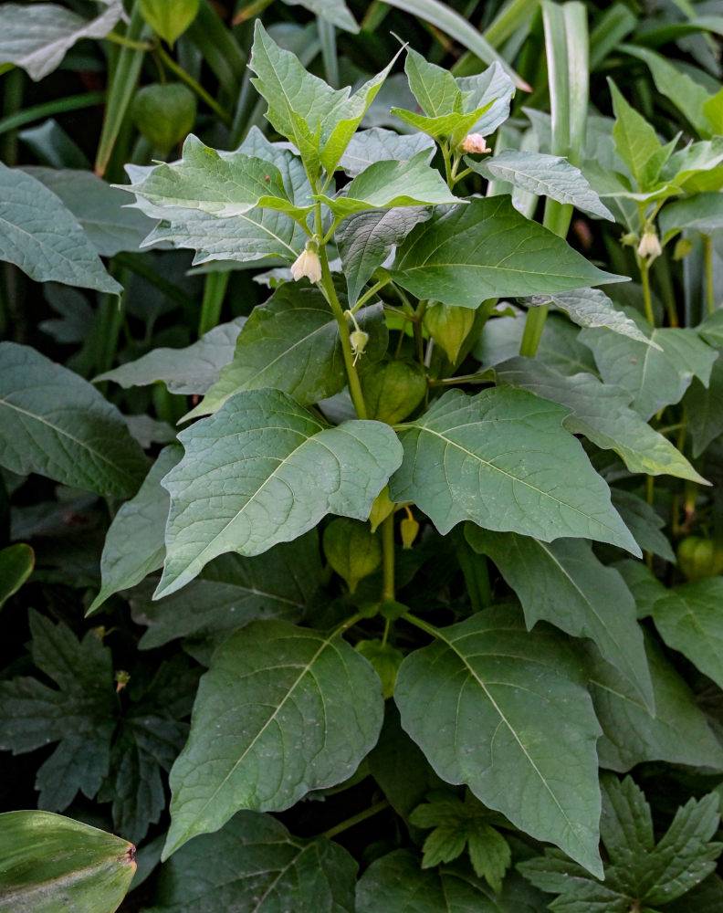 Image of Alkekengi officinarum specimen.