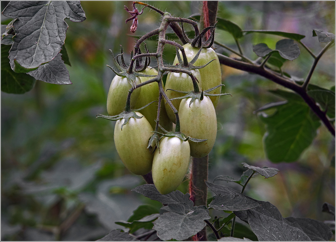 Изображение особи Lycopersicon esculentum.