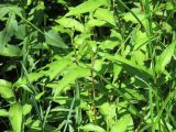 Persicaria hydropiper