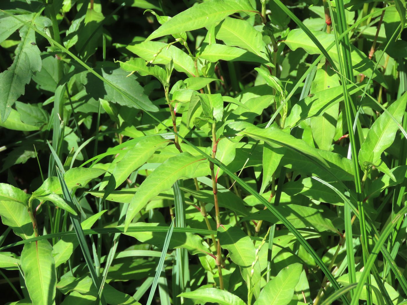 Image of Persicaria hydropiper specimen.