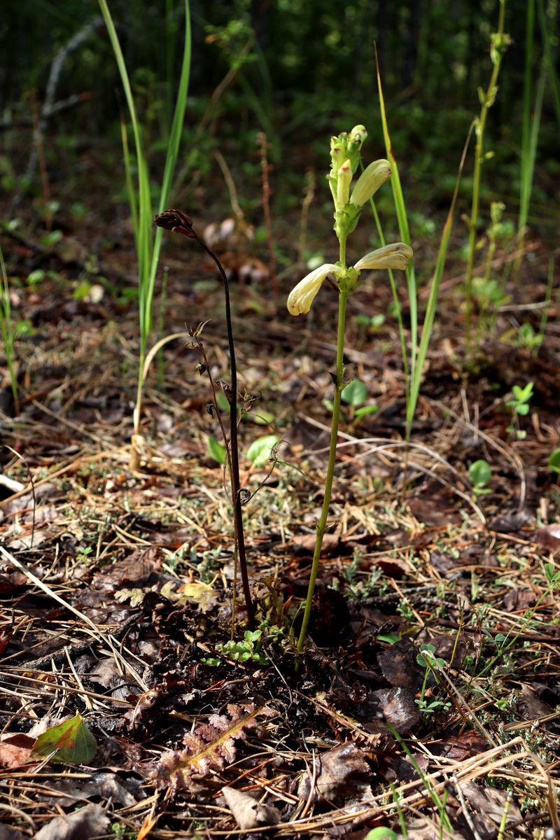 Image of Pedicularis sceptrum-carolinum specimen.