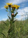 Inula salicina. Верхушка цветущего растения. Казахстан, Восточно-Казахстанская обл., Уланский р-н, Калбинское нагорье, массив Айыртау, разнотравное луговое сообщество у обочины автодороги. 29 июня 2024 г.