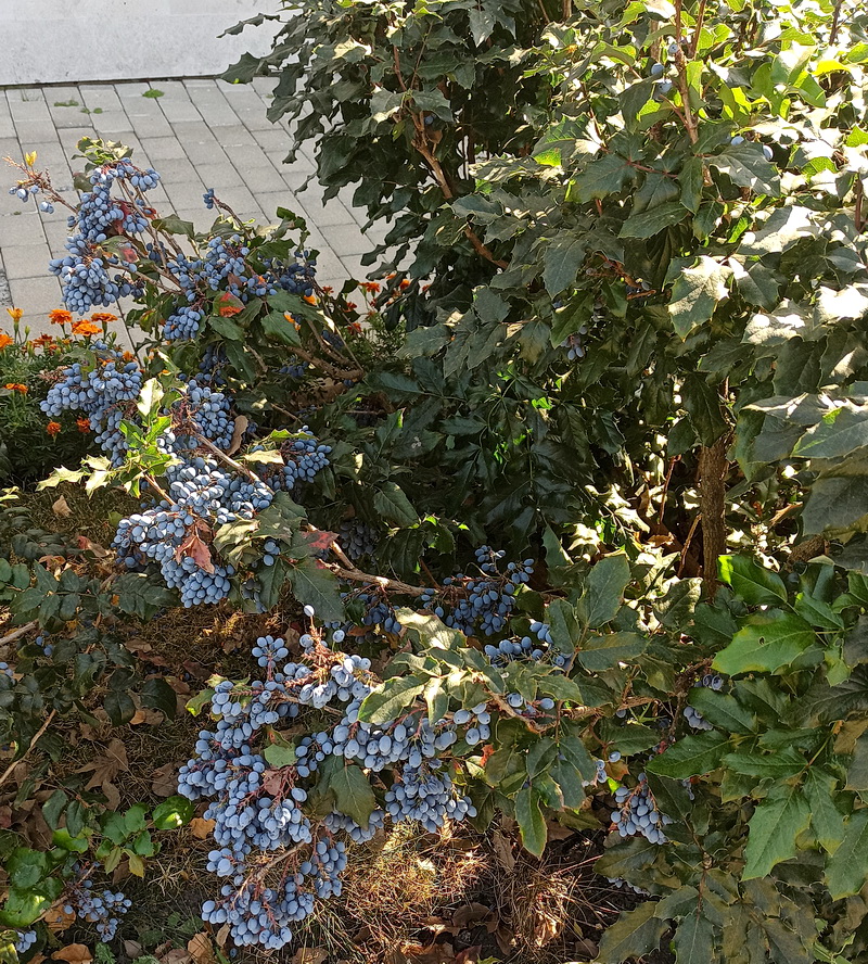 Image of Mahonia aquifolium specimen.