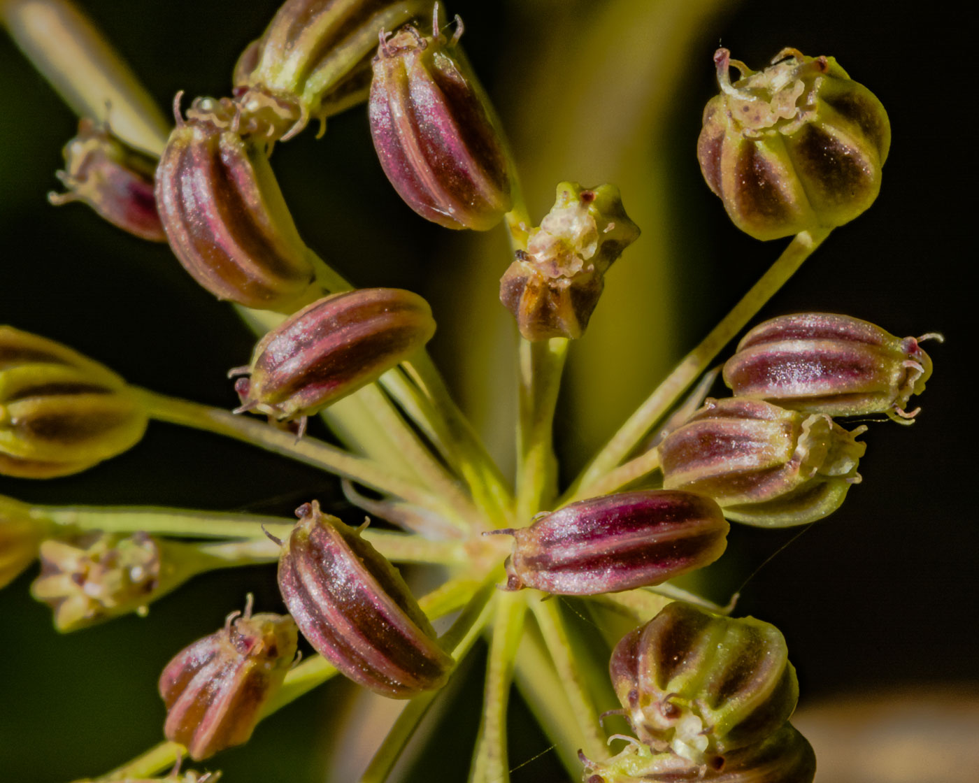 Изображение особи Sium latifolium.