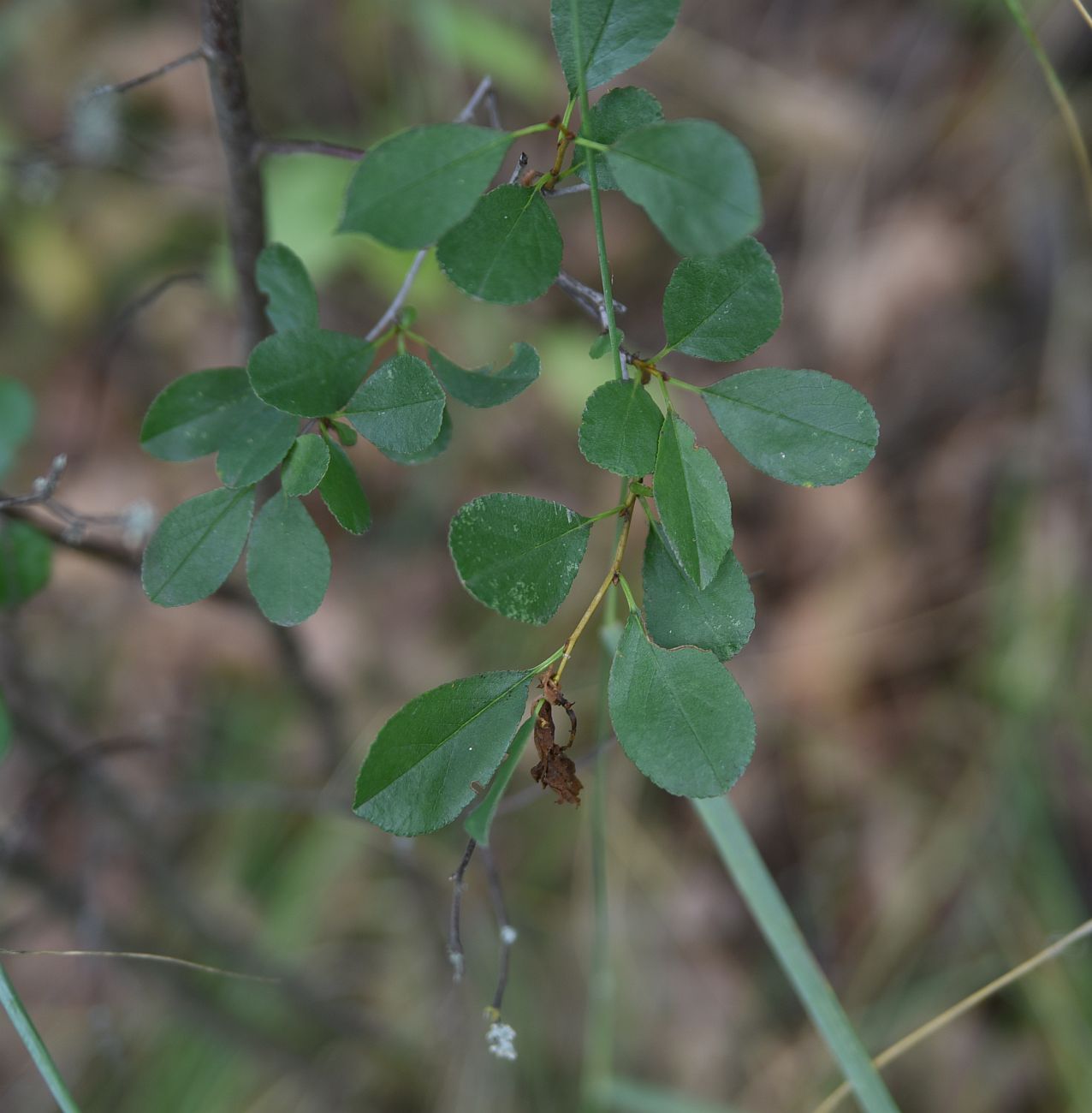 Изображение особи семейство Rosaceae.