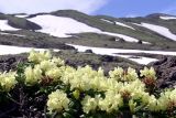 Rhododendron aureum